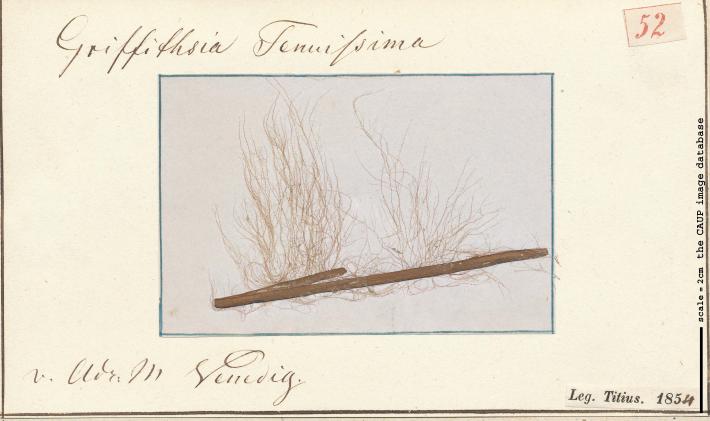 Griffithisia tenuissima 52.jpg